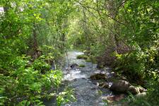 Riparian Corridor