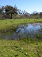 Grassland and Wetland