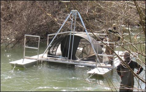 Spawning Chinook Salmon