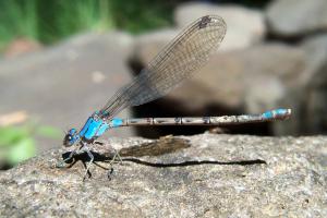 Blue Damselfly