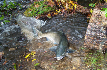 Spawning Chinook Salmon