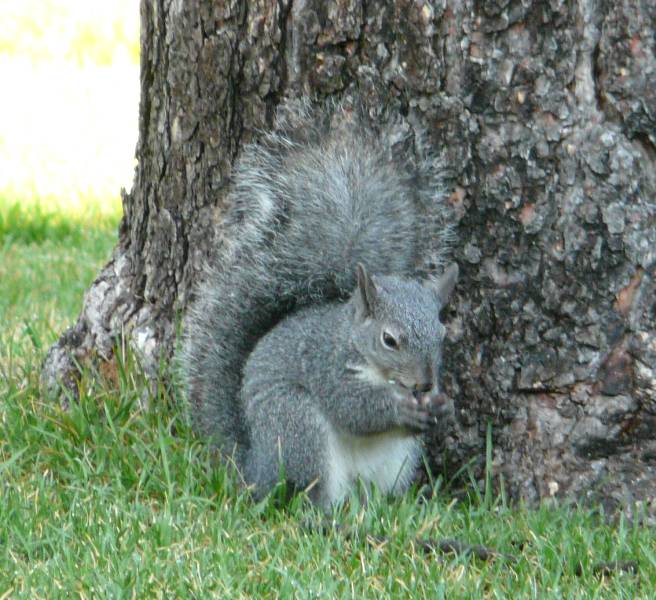 western gray squirrel range